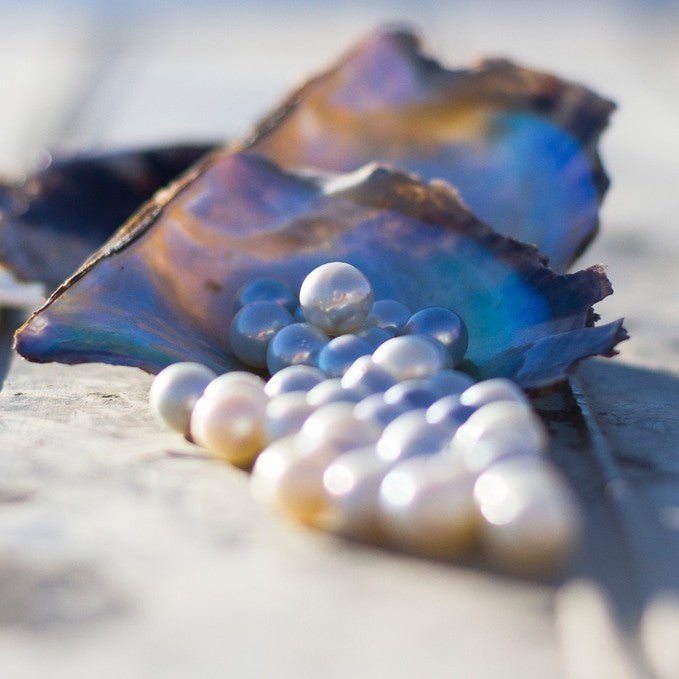 Broken Bay Pearl Farm Tour - We Wander