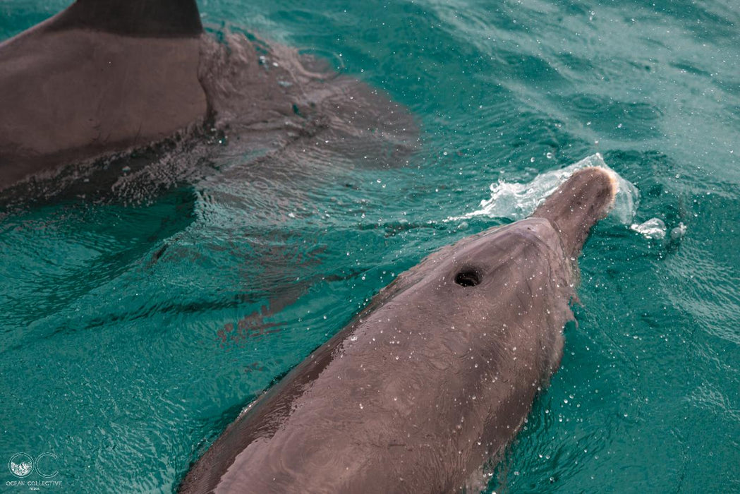 Manta Ray Tour - Half Day - We Wander