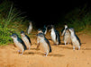 Phillip Island Wine, Wildlife, & Penguins Tour From Melbourne - We Wander