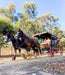Taste The Valley - Full Day Horse Carriage Wine Tour With Lunch (Minimum 4 People ) - We Wander
