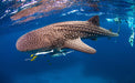 Whale Shark Adventure Swim Exmouth - We Wander